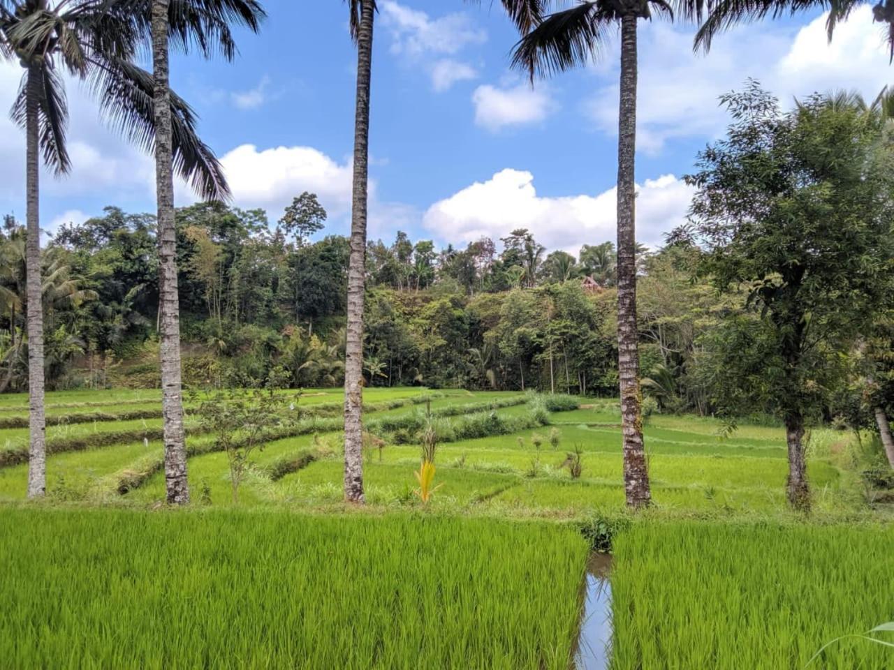 Asan Rinjani Homestay Tetebatu Zimmer foto